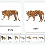 חתולים גדולים