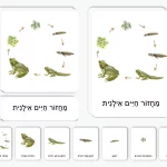 מחזור חיים אילנית